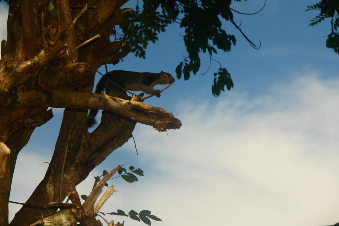 Homestay Camping Anuradhápura Exteriér fotografie